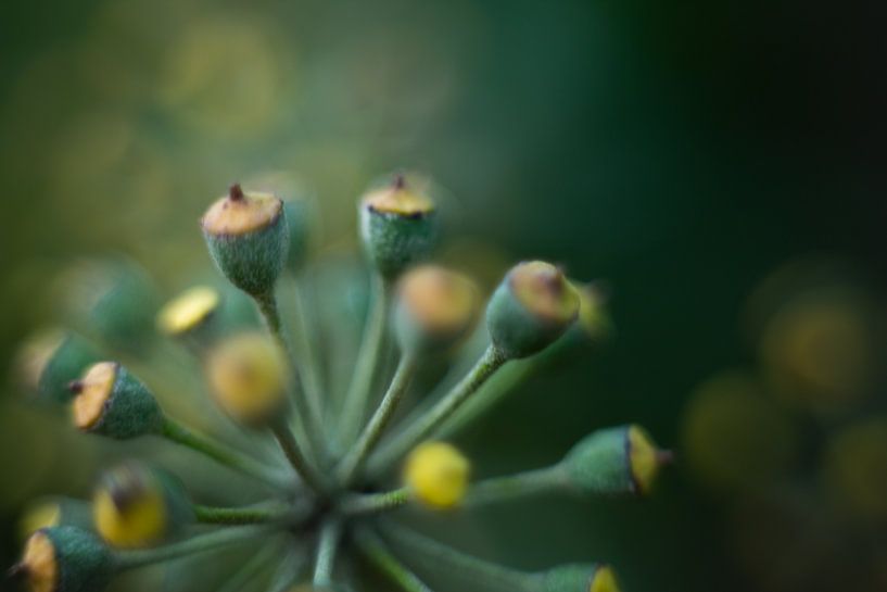Klimop bloei met bokeh van KB Design & Photography (Karen Brouwer)