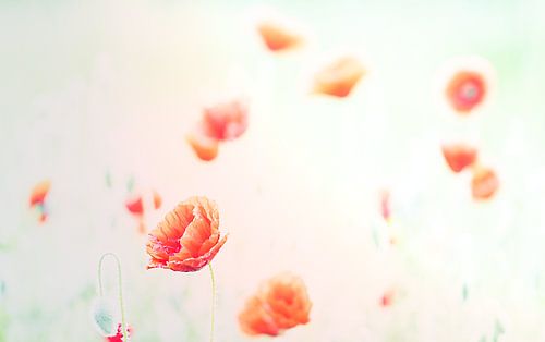 Champ romantique avec des coquelicots