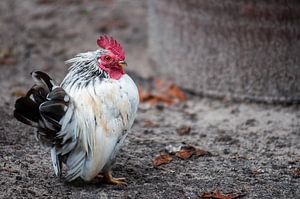 Serama Haantje von Dennis Timmer