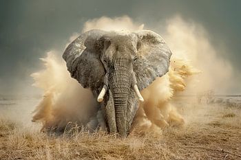 Wüstenelefant