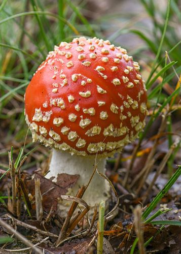 champignon à pois blancs
