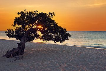 Dividivi boom op Aruba in de Nederlandse Antillen bij zonsondergang van Eye on You
