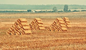 harvested grain field in autumn by Werner Lehmann