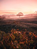 Oranjezon in the fog, Zeeland