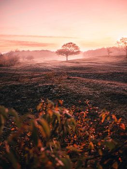 Oranjezon dans le brouillard, Zélande