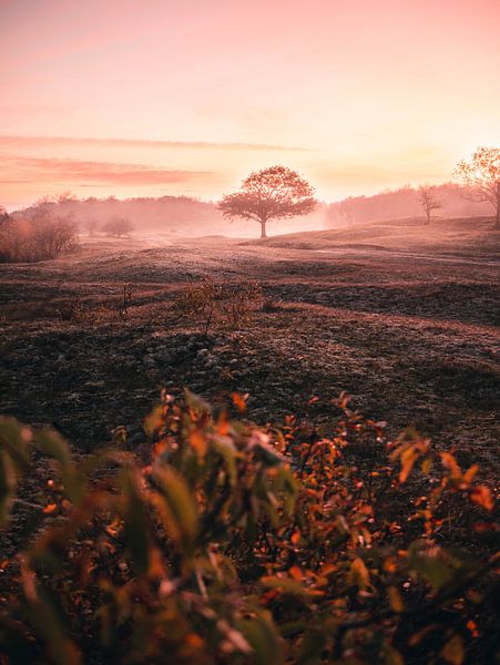 Oranjezon dans le brouillard, Zélande par Joren van den Bos