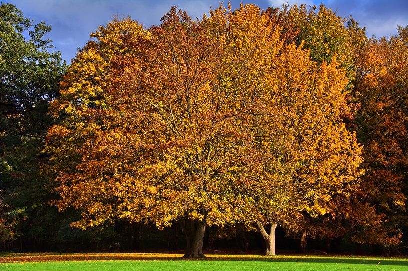 Beauté par Edgar Schermaul