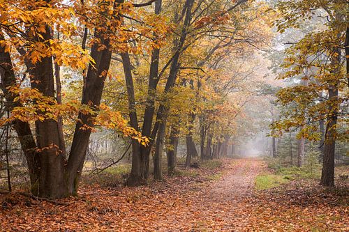 Herfstkleuren in mistig bos op de Veluwe