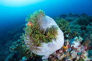 Clownfish in curled up anemone von Jan van Kemenade