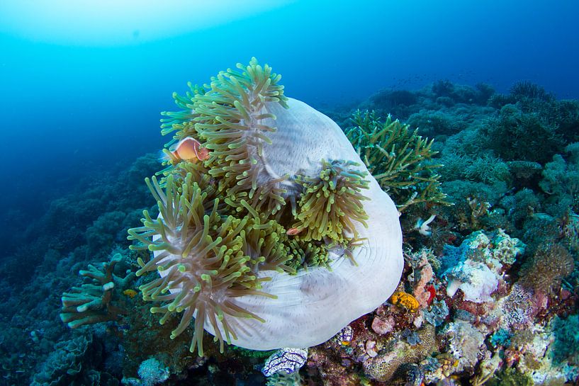 Clownfish in curled up anemone by Jan van Kemenade