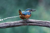 IJsvogel van Christien van der Veen Fotografie thumbnail