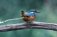 IJsvogel