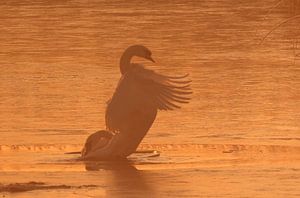 Reflections of Dawn – Swan in Motion