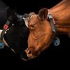 duo de vaches sur Kim van Beveren