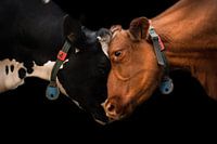 cow duo
