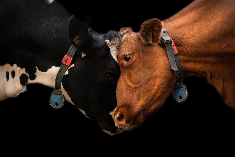 cow duo by Kim van Beveren