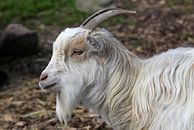 Goat by Norman Krauß thumbnail