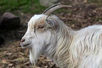 Goat