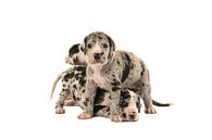 Cute German doggies puppies by Elles Rijsdijk thumbnail