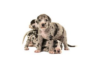 Süße deutsche Hundewelpen