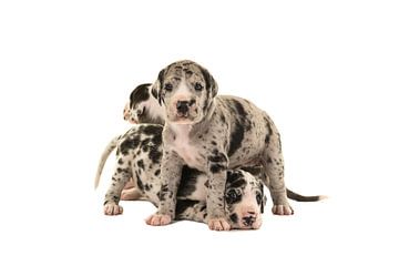 Schattige Duitse doggen puppy's van Elles Rijsdijk
