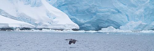 De arctische Aalscholver in volle vlucht