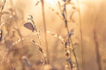 Schmetterling mit goldenem Licht