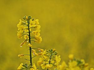 Yellow von Yvonne Blokland