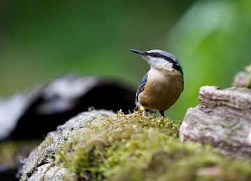 Nuthatch