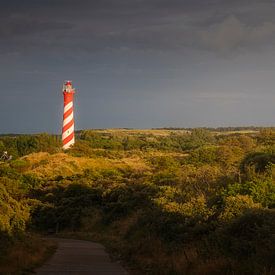 Westerlicht in duinen van Nieuw-Haamstede van Thom Brouwer