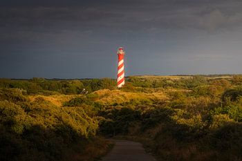 Westerlicht in duinen van Nieuw-Haamstede