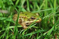 Kleiner Frosch mit der goldenen Auge