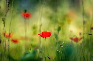 Coquelicot sauvage dans la lumière du soleil d'été