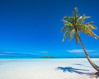 Palm tree on Rangiroa