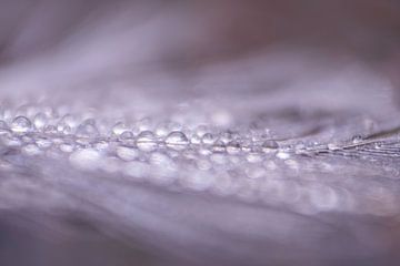 Dewdrops on feather in pink colours