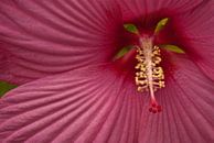 Hibiscus von Isabel Alba Gonzalez Miniaturansicht