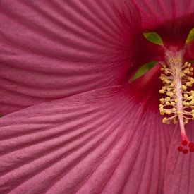 Hibiscus van Isabel Alba Gonzalez