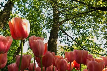 Keukenhof by Ab Wubben