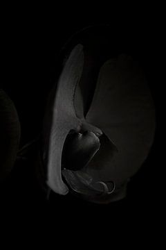 Black Beauty. Phalaenopsis. von Rens Kromhout