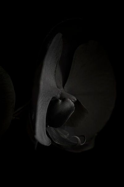 Black Beauty. Phalaenopsis. van Rens Kromhout
