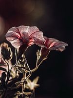 bloem