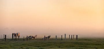 Panoramafoto koeien in het ochtendlicht