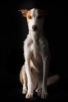 Jachthond zit op een stoel met zwarte achtergrond , ras Podenco, hond, huisdier zit op een stoel , h