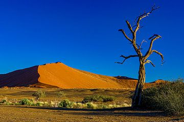 Dune avec arbre sur Peter Michel