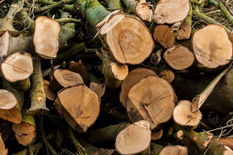 WOOD par Brian Morgan