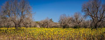 Zonnebloemveld in Lecce Puglia van Harold van den Hurk