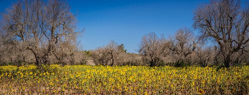Zonnebloemveld in Lecce Puglia