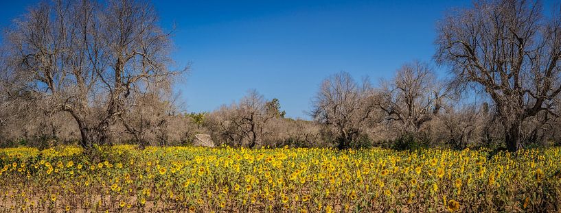 Sunflower Field by Harold van den Hurk