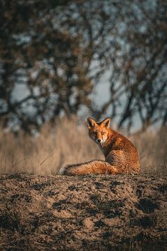 Vos in de Amsterdamse Waterleidingduinen van Rolf Berends
