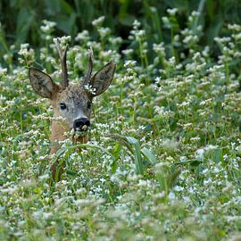 Reebok by Erwin Goossens